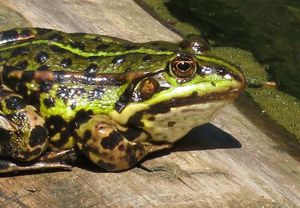 Wasserfrosch Frosch