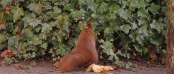 Durch die Hecke Eichhörnchen sucht Nuss