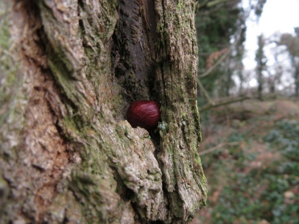 Die Idee / Bildquelle: www.infotechnica.de Haselnusskern im Baum