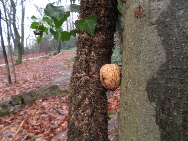 Der erste Auswilderungsversuch... Baum mit Walnuss