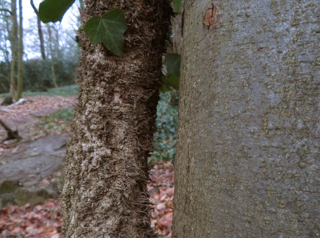 ... klappt! Walnuss ist weg! Baum ohne Walnuss