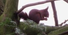 Eichhörnchen frisst Nuss