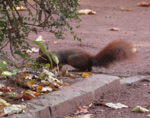 Eichhörnchen versteckt Nuss