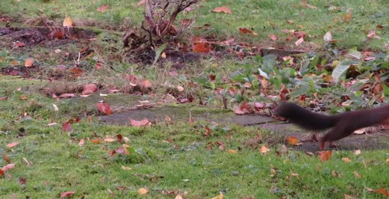 ... und weg! Eichhörnchen huscht aus dem Bild