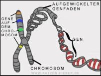 Abbildung Gen/Chromosom