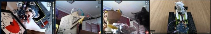 Callioteddy, Pappkatze und tierische Unterstützung, Fahrkatze diverse Kamerabilder als Collage