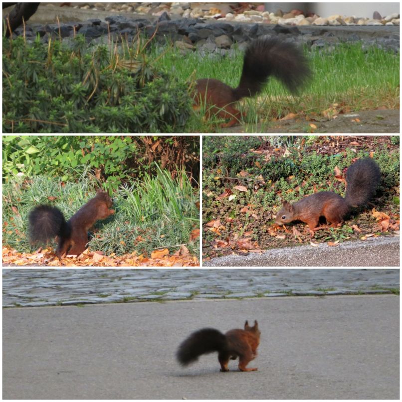 Collage aus 4 Eichhörnchenfotos