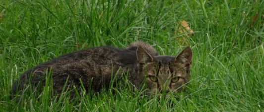 Katze in Lauerstellung in Wiese