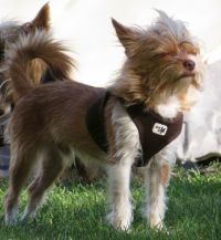 Kleiner Hund im Wind mit geschlossenen Augen