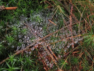 Spinnennetz mit Tautropfen