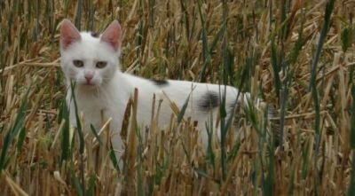 Katze im Stoppelfeld, weiß-buntes Fell