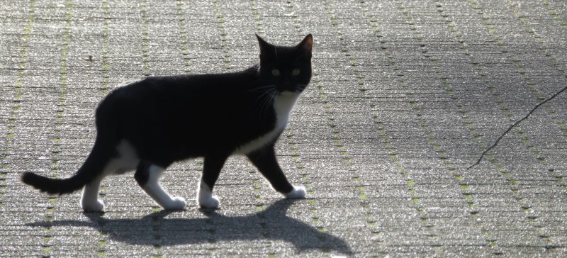 Katze läuft über eine Straße, gegen die untergehende Sonne