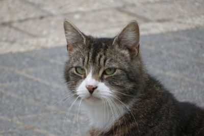 Katzenkopf, zur Betrachterin gewandt / Tigerkatze