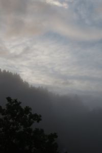 Schwarzwald im Morgennebel