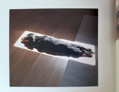 Hund liegt genau in einer von der Sonne beschienenen Fläche im Flur