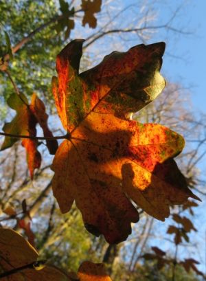 Blätter in Herbstfärbung vor blauem Himmel