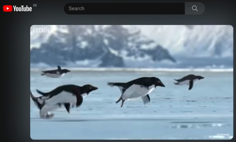 Pinguine starten auf dem Eisschild