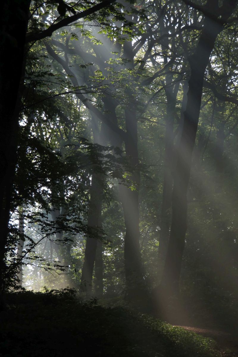 Wald mit Sonnestrahlen durch die Wipfel