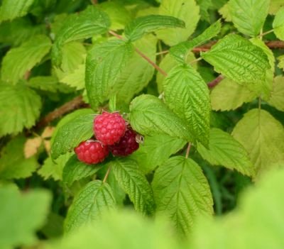 Foto von Himbeeren am Strauch