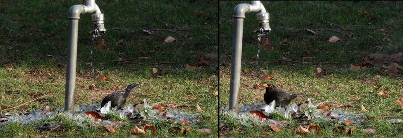 Amsel unter einem tropfenden Wasserhahn