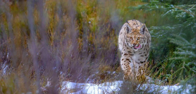 Luchs im Winterpelz streift vor dem Winterwald auf einer verschneiten Fläche herum