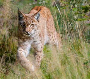 Luchs läuft durch hohe Gräser