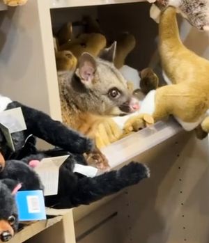 Oups Echtes, lebendes Possum hockt zwischen Kuscheltieren im Regal