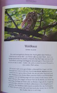 Inhaltsseite zum Waldkauz
